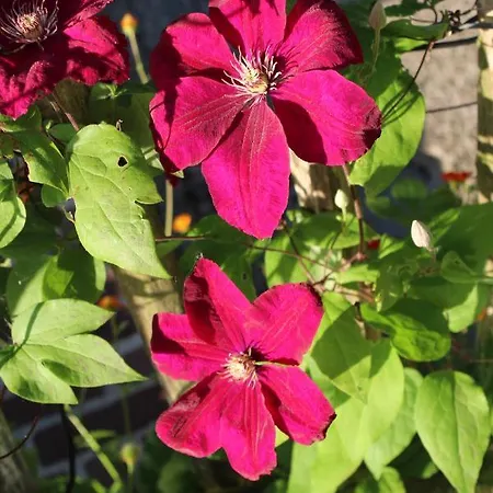 Bed And 3* Άμστερνταμ