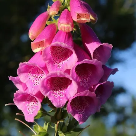 Bed and Breakfast Bed And