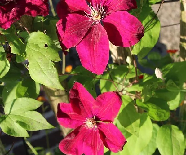 Bed&stay 3* Amsterdam